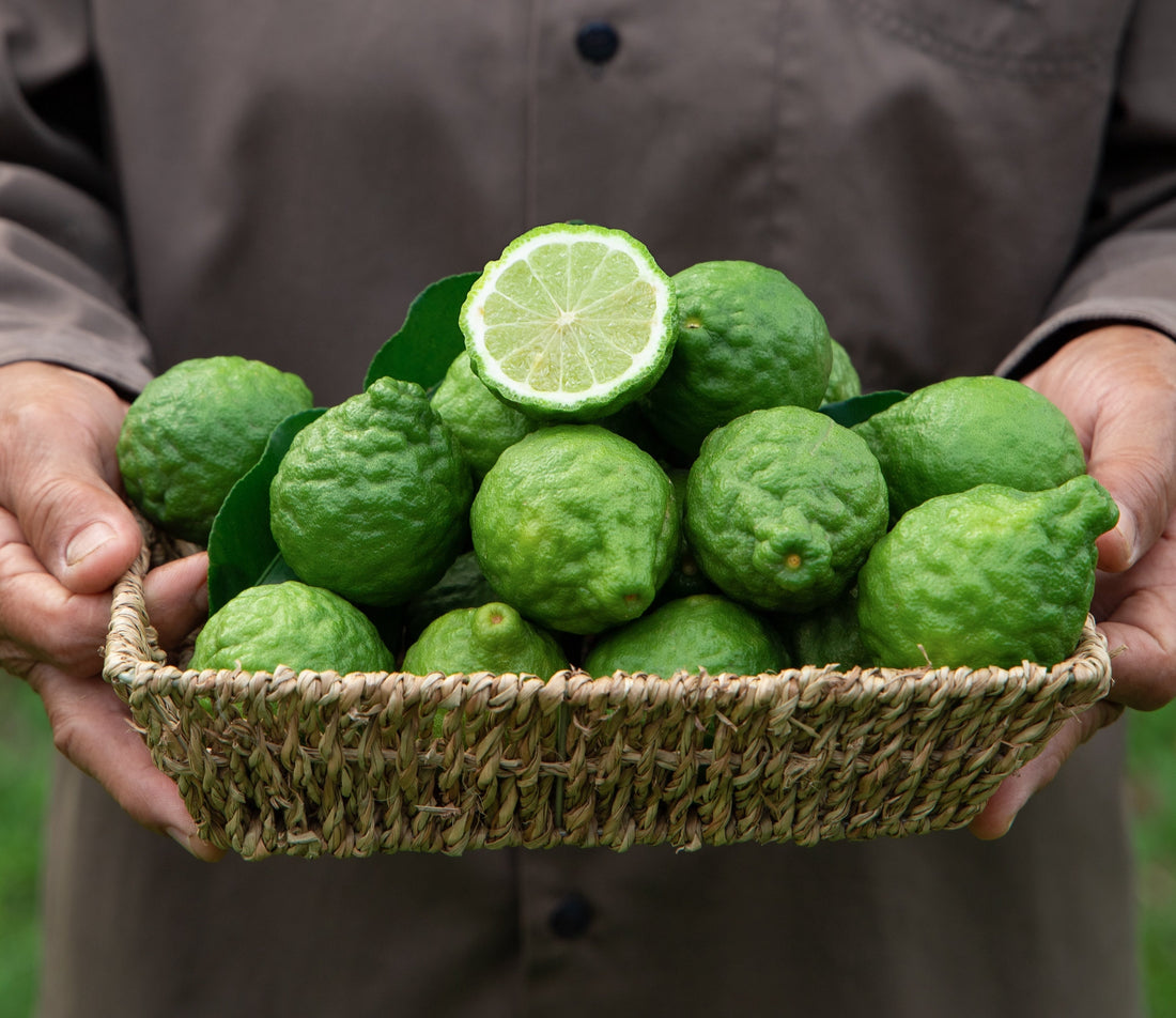 Citrus Alchemy: The Aromacology & Ritual of Bergamot and Petitgrain