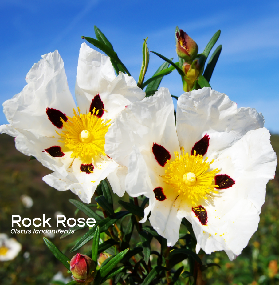 Rock Rose / Labdanum Aromatherapeutic Ritual Spray, 50ml