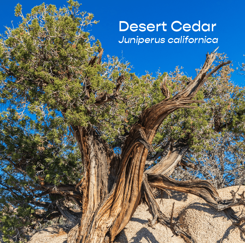 Desert Cedar Aromatherapeutic Ritual Spray, 50ml - The House of Botanicals