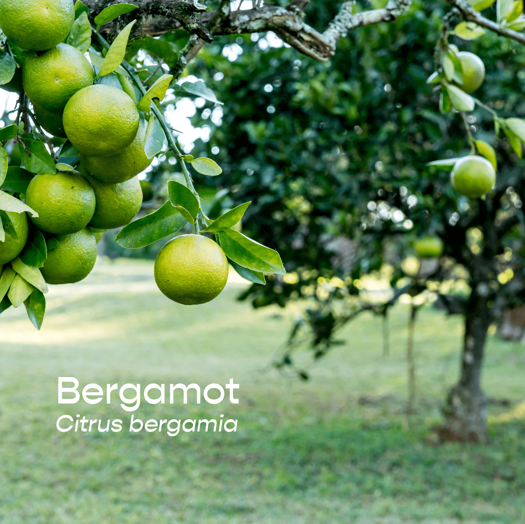 Bergamot Aromatherapeutic Ritual Spray, 50ml - The House of Botanicals