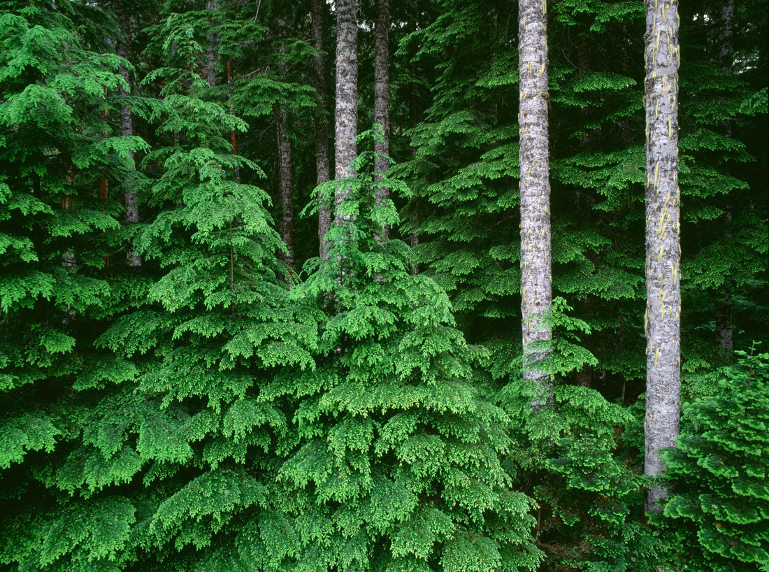 Noble Fir Essential Oil: Unveiling the History, Cultural Significance, and Healing Benefits of Abies procera