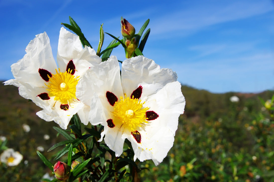 Rock Rose: Nature’s Amber-Like Aromatic Wonder