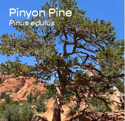 Pinyon Pine Aromatherapeutic Ritual Spray, 50ml