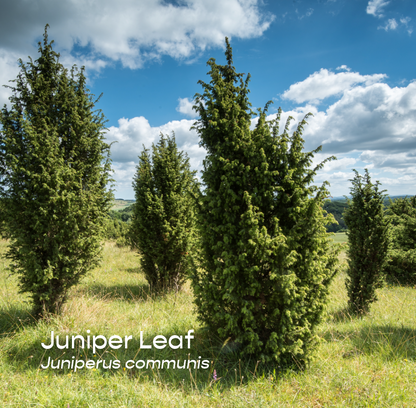 Juniper Leaf Aromatherapeutic Ritual Spray, 50ml