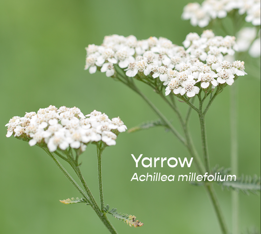 Yarrow Aromatherapeutic Ritual Spray, 50ml