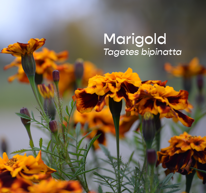 Marigold Aromatherapeutic Ritual Spray, 50ml